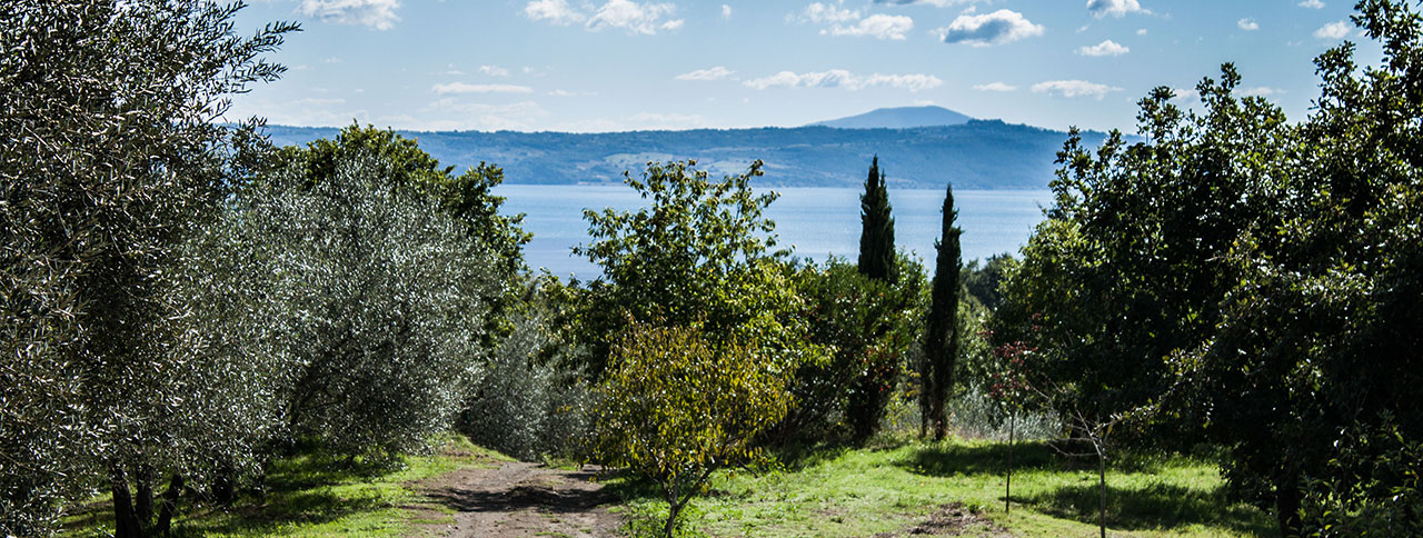 ULIVETO - Costa del Pedone - Societa Agricola Regazzano