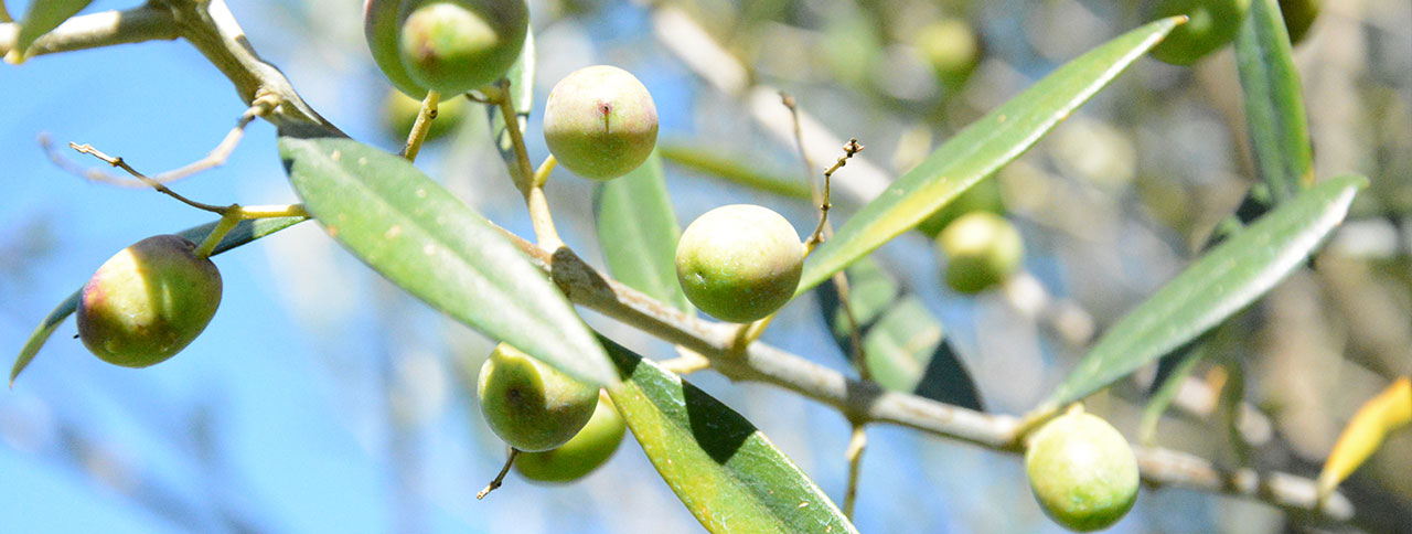 Olive oli Bio Costa del Pedone - Canino