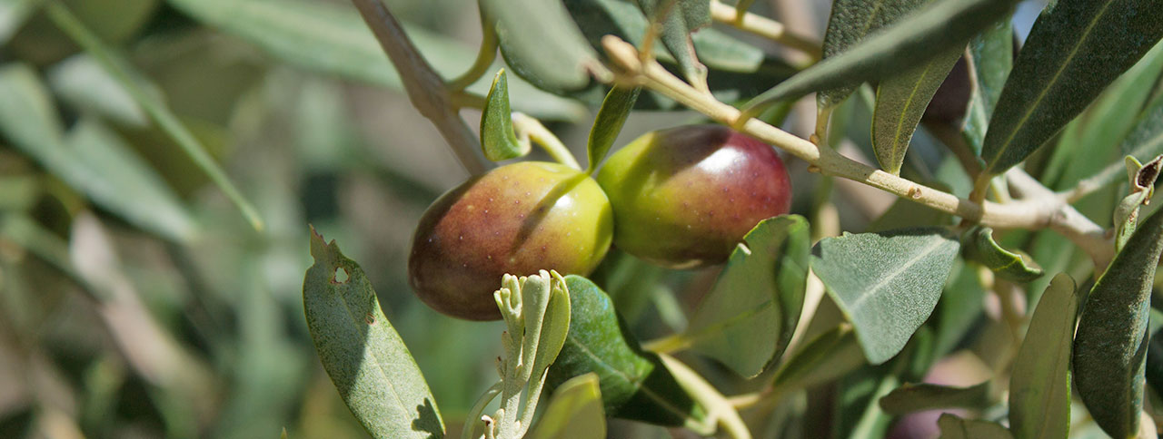 Olive Costa del Pedone